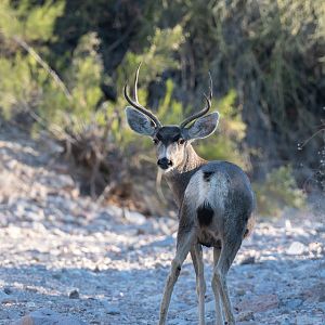 mule deer buck near my home