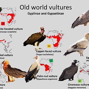 Old world vultures distribution maps
