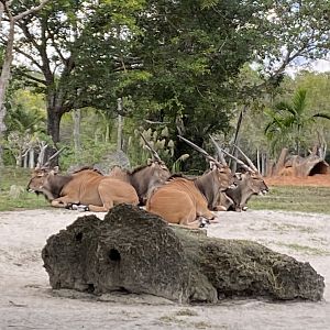 Eastern Giant Eland Group