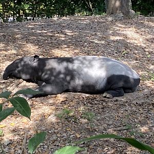 Malayan Tapir