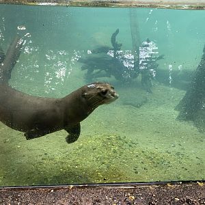Giant River Otter
