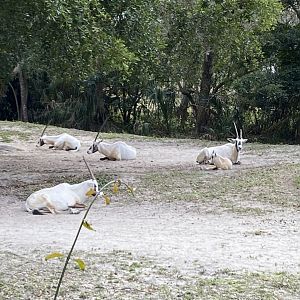 Arabian Oryx Group including Calf