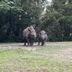 Black Rhinoceros Mother and Calf