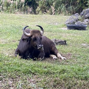Indian Gaur