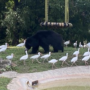 Sloth Bear