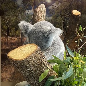 Koala