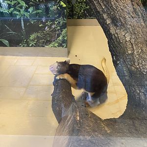 Matchie’s Tree Kangaroo