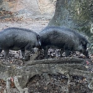 Visayan Warty Pigs