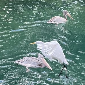 Pink-Backed Pelicans with Wild Great Egret