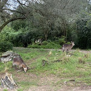Ellispen Waterbuck