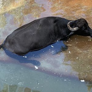 Water Buffalo