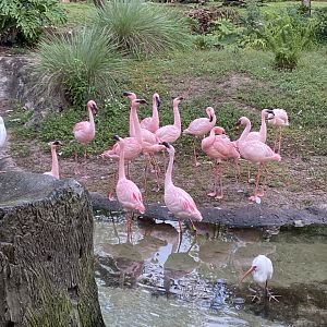 Lesser Flamingos