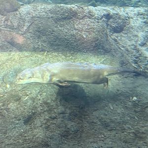 Asian-Small Clawed Otter