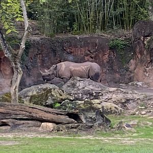 Black Rhinoceros
