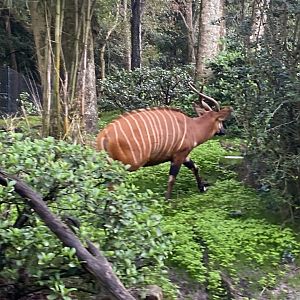 Eastern Bongo