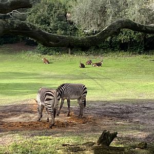 Hartmann’s Mountain Zebra and Sable Antelope