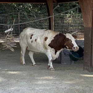 Pinneywoods Steer