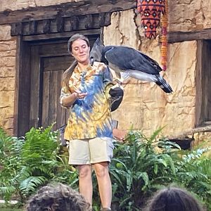 Harpy Eagle