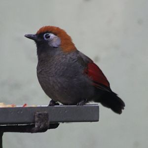 Red-tailed laughing-thrush