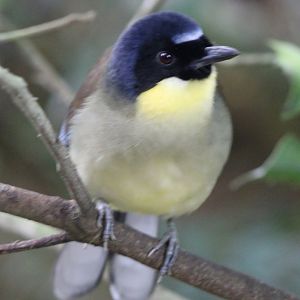 Blue-crowned laughing-thrush
