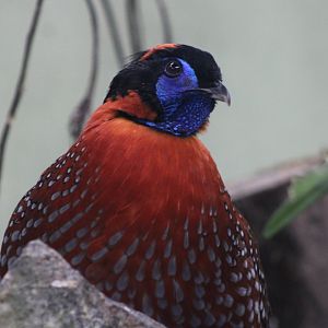 Temminck's tragopan