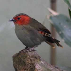 Scarlet-faced liocichla