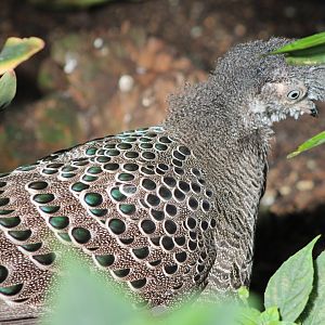Grey peacock-pheasant