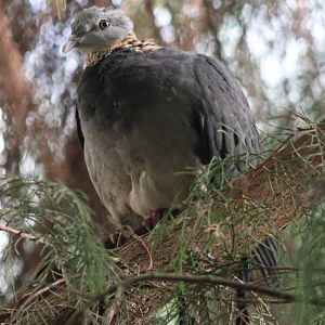 Ashy wood-pigeon