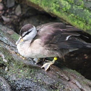 Cotton pygmy-goose