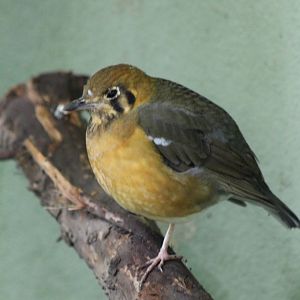Orange-headed thrush