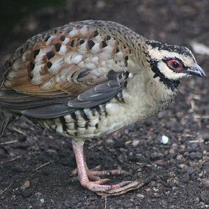 Barred-backed patridge