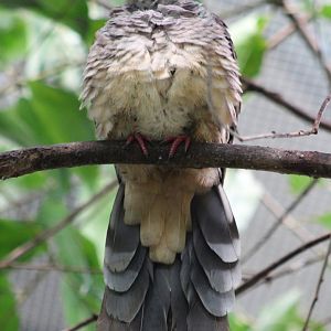 Barred cuckoo-dove