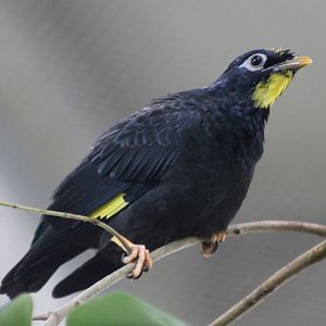 Golden-crested myna