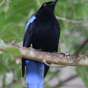 Fairy bluebird