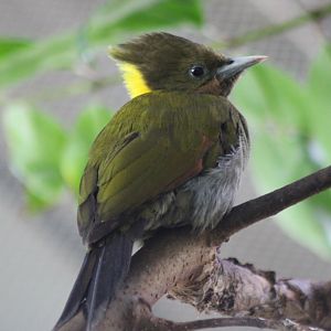 Greater yellownape woodpecker