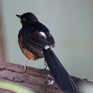 White-rumped shama