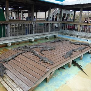2 year old American Alligator Exhibit 1 - Jan. 2022