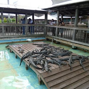 2 year old American Alligator Exhibit 2 - Jan. 2022
