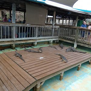 2 year old American Alligator Exhibit 3 - Jan. 2022