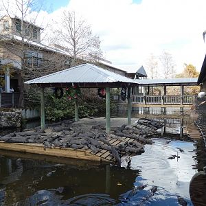 3-5 year old American Alligator Exhibit - Jan. 2022
