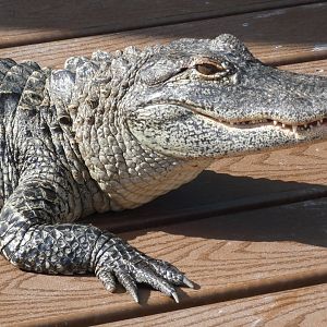 Juvenile American Alligator - Jan. 2022
