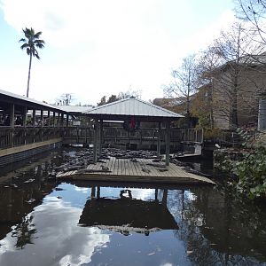 3-5 year old American Alligator Exhibit - Jan. 2022