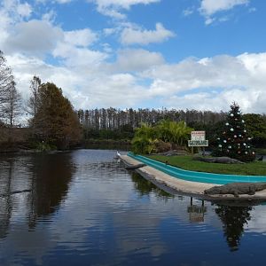 Adult American Alligator Enclosure - Jan. 2022