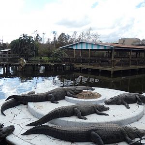 Adult American Alligator Enclosure - Jan. 2022