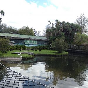 Nile Crocodile + American Alligator Enclosure - Jan. 2022