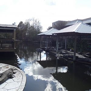 Adult American Alligator Enclosure - Jan. 2022