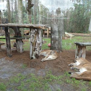 Panther Springs - Jan. 2022