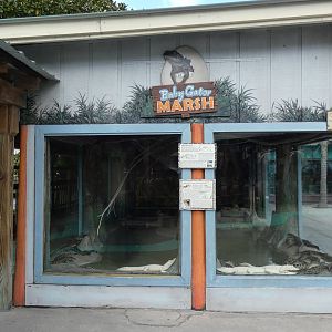 Baby Gator Marsh - Jan. 2022