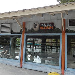 Baby Gator Marsh - Jan. 2022