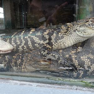 Baby Gator Marsh - Jan. 2022